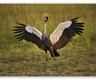 Birding tours and wild life viewing in Zambia